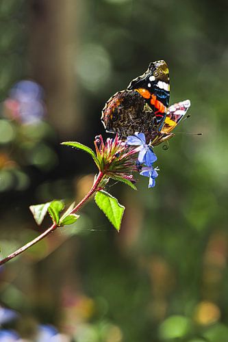 Die bunte Pracht des Distelfalters