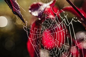 Spinnenweb van Rob Boon