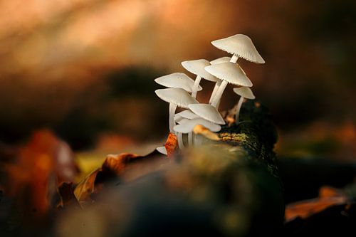 Group of small white mushrooms on tree trunk, lying among autumn leaves