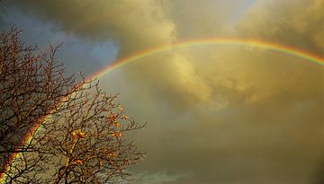 Regenbogenbaum von Inge Heathfield