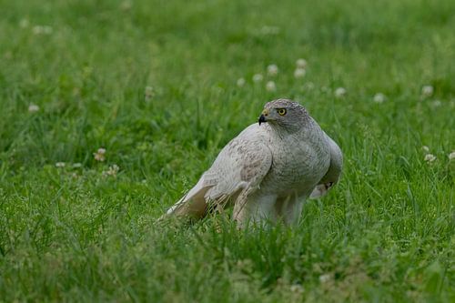 Siberian Hawk