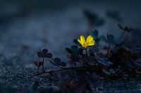 Klaverzuring met gele bloem