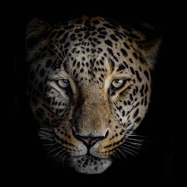 Leopard by Eva Fontijn