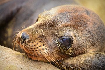 Close up vom Galapagos-Seelöwen in Galapagos National Park, Ecuador von Catalina Morales Gonzalez