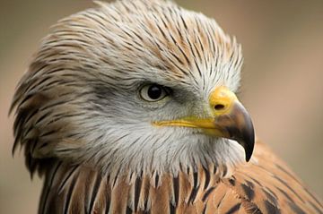 Red kite von Frouwkje Fotografie