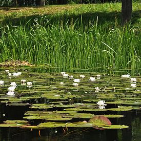 Water lilies van Robert Fischer