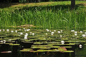 Water lilies van Robert Fischer