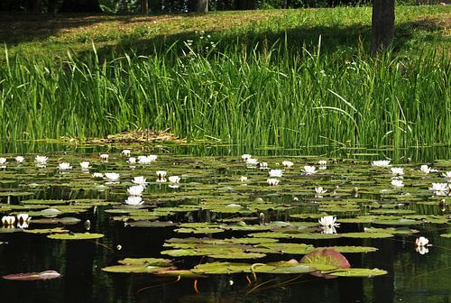 Water lilies