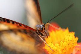orange butterfly by Gerrit van Oostveen