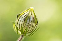 Groene dimensie II