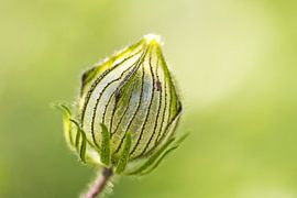 Groene dimensie II von Sandra Korb