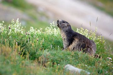 Marmotte sur Severin Pomsel