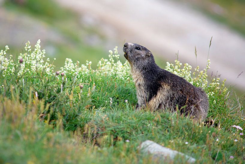 Marmotte par Severin Pomsel