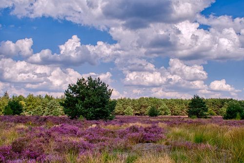 Paarse heide in het groen in de Weerterheide