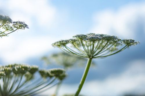 Een gewone Engelwortel