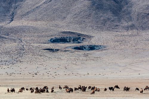 Chameaux près des montagnes en Mongolie | Photographie de nature