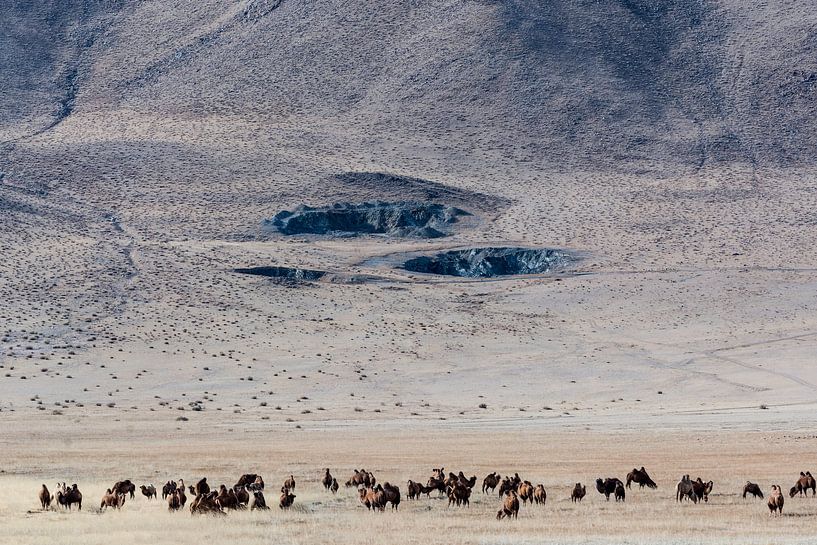 Kamelen in Mongolie van Nanda Bussers