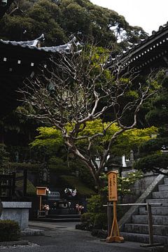 Bonsai tree, Japan by Erik de Witte