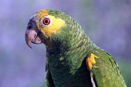 Yellow Shoulder Amazon Parrot, Bonaire by Silvia Weenink