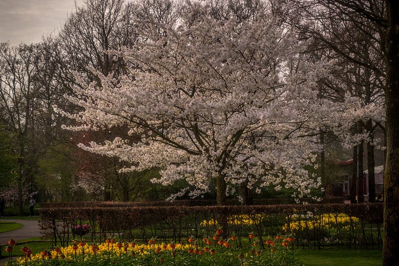 Boom met witte bladeren by C.T. Lam