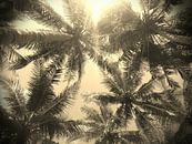"Palmtrees" van Ernst Veenendaal thumbnail