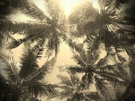 "Palmtrees" von Ernst Veenendaal