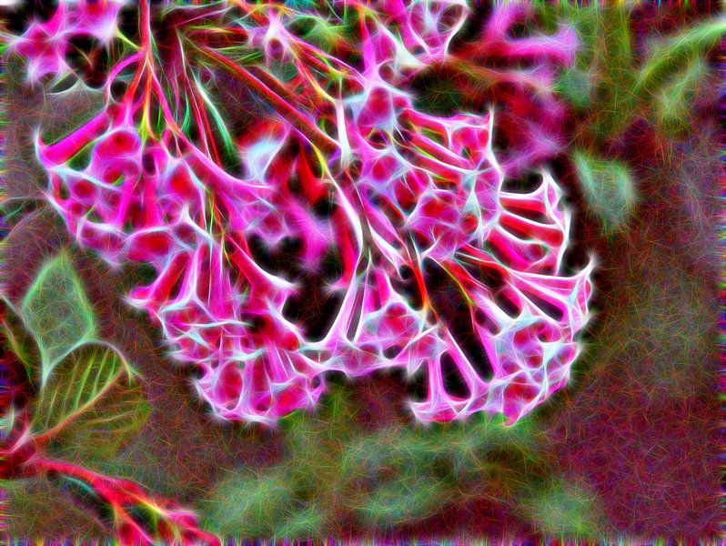 Fleurs de trompette par Edgar Schermaul