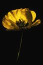 Mohn Gold von Peter Bartelings Miniaturansicht