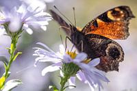 Schmetterling