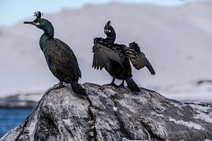 Cormorans sur l'île aux oiseaux Hornøya dans le Finnmark norvégien sur Kai Müller