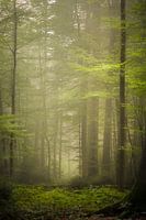 Nebelwald