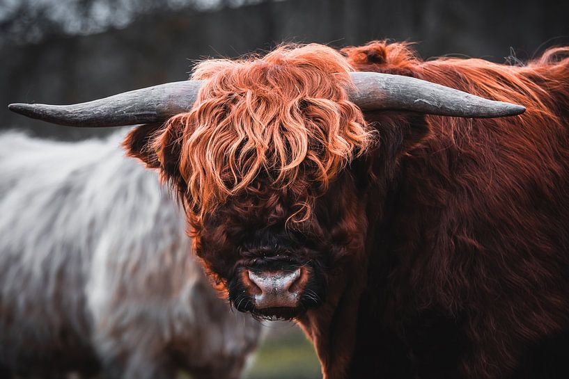 Scottish Highland Cattle by Markus Weber