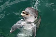 Delphin von Antwan Janssen Miniaturansicht