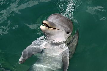 Dolphin by Antwan Janssen