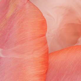 Sanfte, farbenfrohe Zärtlichkeit: Rauch, der von den Blättern einer Tulpe umhüllt wird von Marjolijn van den Berg