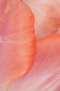 Sanfte, farbenfrohe Zärtlichkeit: Rauch, der von den Blättern einer Tulpe umhüllt wird