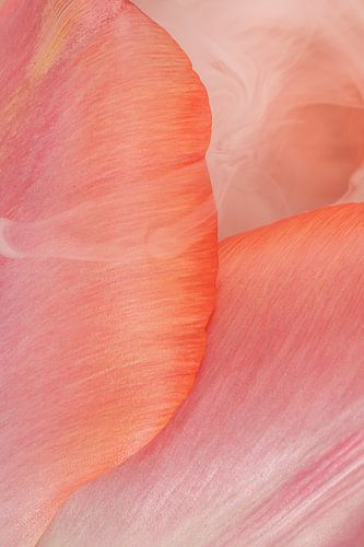 Zachte kleurrijke tederheid: Rook omarmend door de blaadjes van een tulp van Marjolijn van den Berg