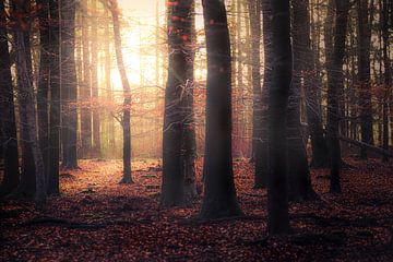 Dark Autumn Forest by Ton Drijfhamer