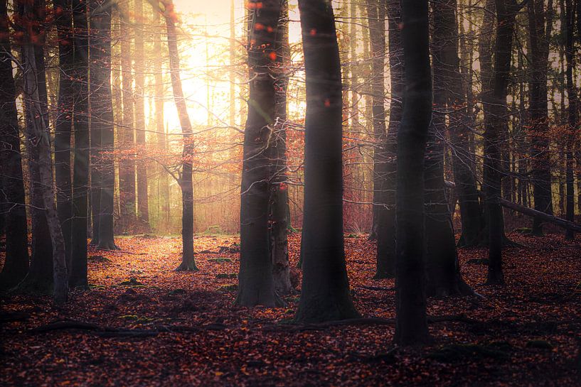 Forêt d'automne sombre par Ton Drijfhamer