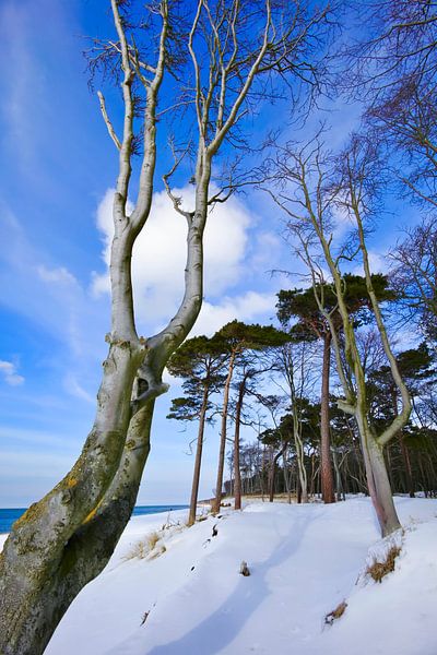Baltic Sea West Beach by Thomas Jäger