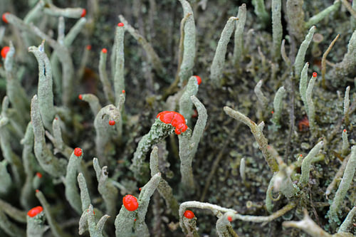 Kleine rote Hüte