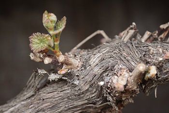 Druivenrank met nieuwe tak