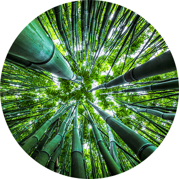 Dazzling Bamboo van Nanouk el Gamal - Wijchers (Photonook)