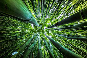 Dazzling Bamboo by Nanouk el Gamal - Wijchers (Photonook)
