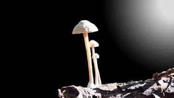 Fungi van RD Foto's