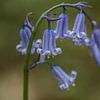 a blue wood hyacinth van Koen Ceusters