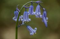 a blue wood hyacinth von Koen Ceusters Miniaturansicht