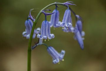 a blue wood hyacinth