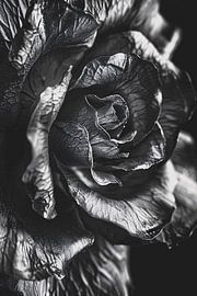 Elegant black-and-white macro photography of a rose by Art & Soul Creations