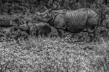 Rhinocéros indiens en gris argenté sur Leo Huijzer